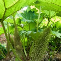 Brazilian Giant-rhubarb